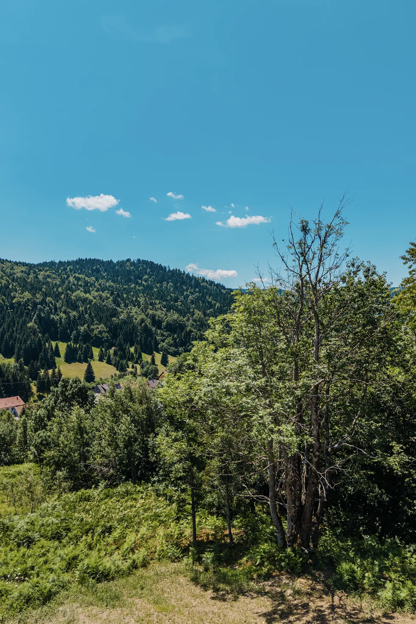 Forest trail through Gorski kotar near Ravna Gora