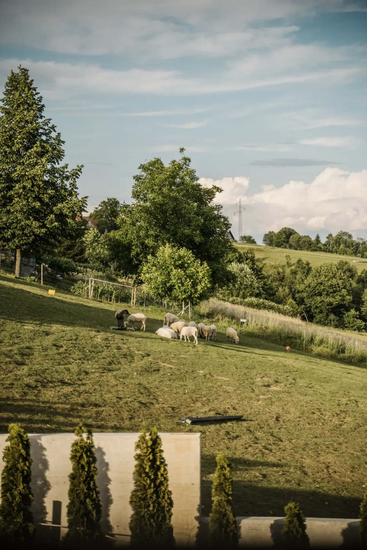 Sheep grazing green meadows below the forested slopes